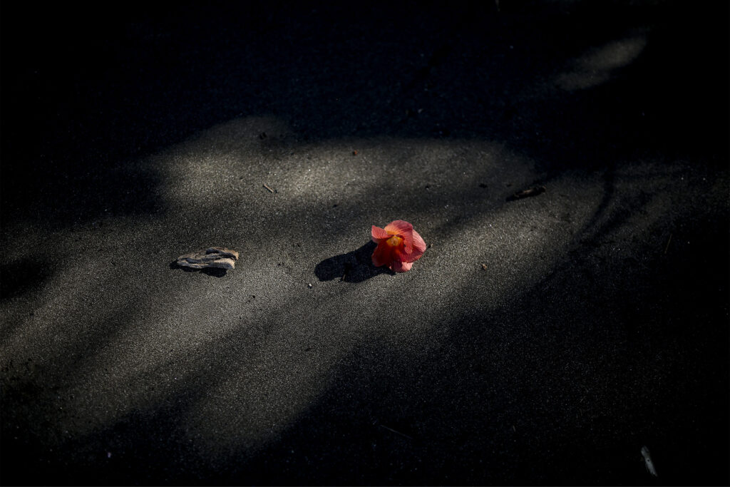 Une fleur aux pétales rouges est visible dans une flaque de lumière, posée sur du sable presque noir. Cette photographie est issue du long reportage réalisé en immersion par Gabriela Tellez (Light Motiv) sur les communautés des femmes surfeuses de l'Océan Pacifique à Nosara au Costa Rica.